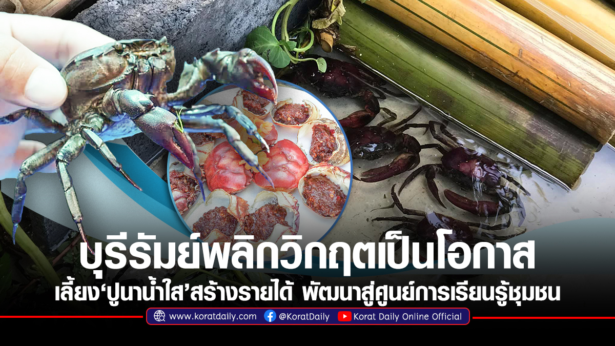 บุรีรัมย์พลิกวิกฤตเป็นโอกาส เลี้ยง'ปูนาน้ำใส'สร้างรายได้ พัฒนาสู่ศูนย์การเรียนรู้ชุมชน | KORATDAILY ONLINE | หนังสือพิมพ์โคราชคนอีสาน - Vimarsana News